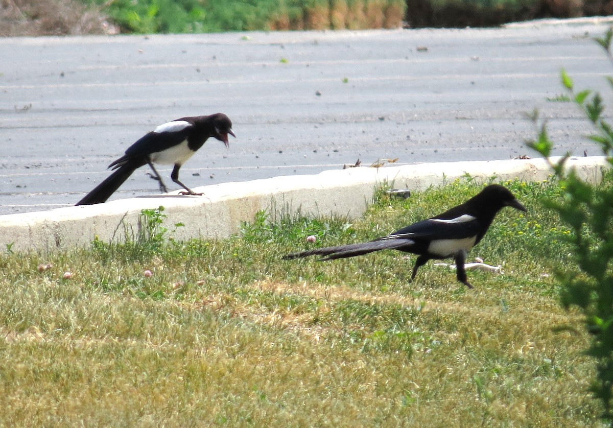 Black-billed Magpie - "Chia" Cory Chiappone ⚡️