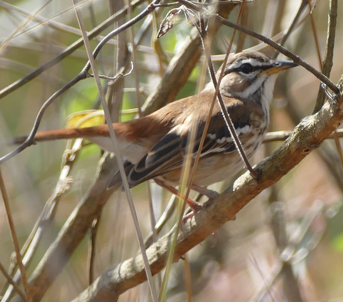 Red-backed Scrub-Robin - ML620674314