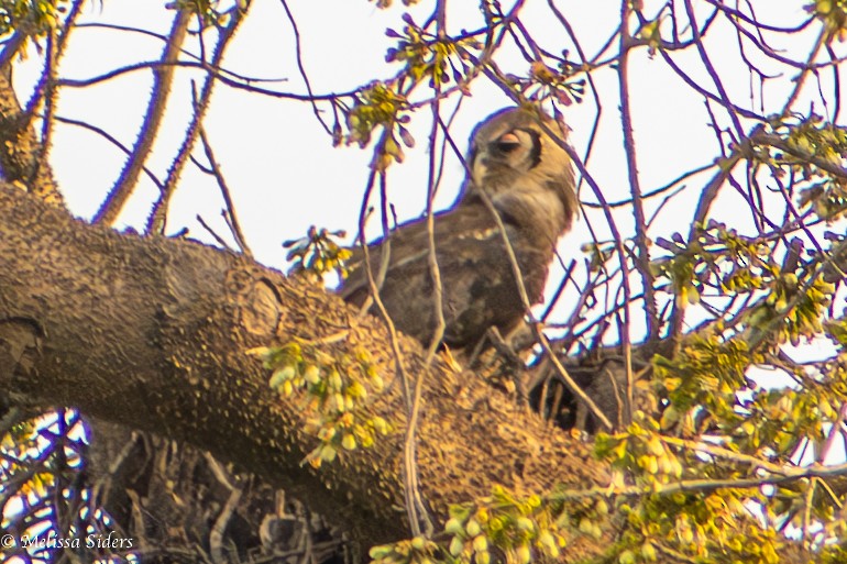 Verreaux's Eagle-Owl - ML620674315