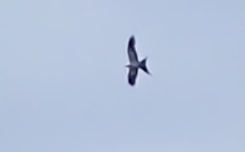 Swallow-tailed Kite - ML620674319