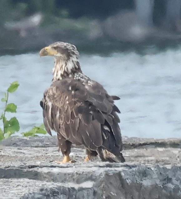 Bald Eagle - ML620674328