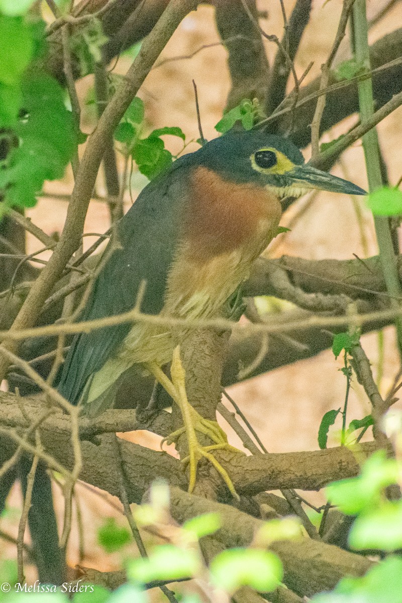 White-backed Night Heron - ML620674329