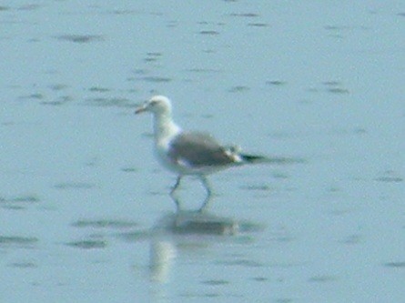 Gaviota Sombría - ML620674330