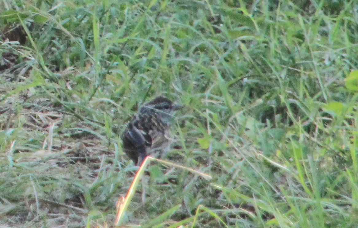 Chipping Sparrow - ML620674331