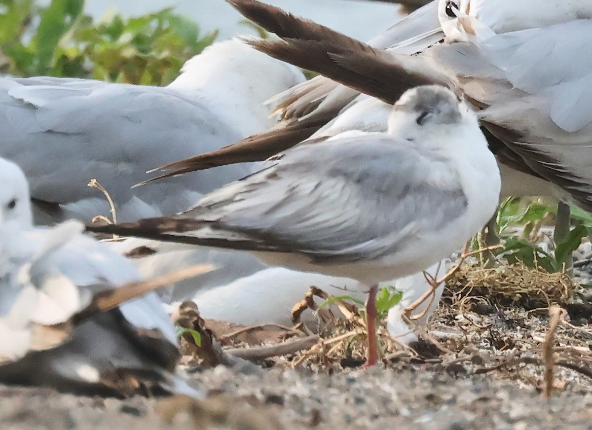 Bonaparte's Gull - ML620674334