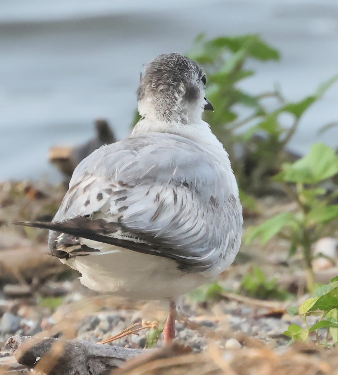 Bonaparte's Gull - ML620674335