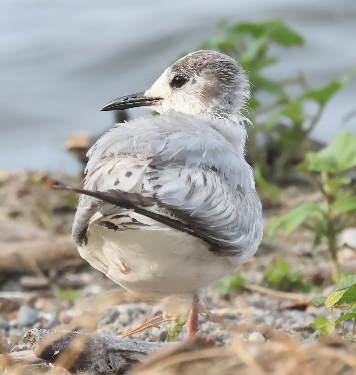 Bonaparte's Gull - Dave Czaplak