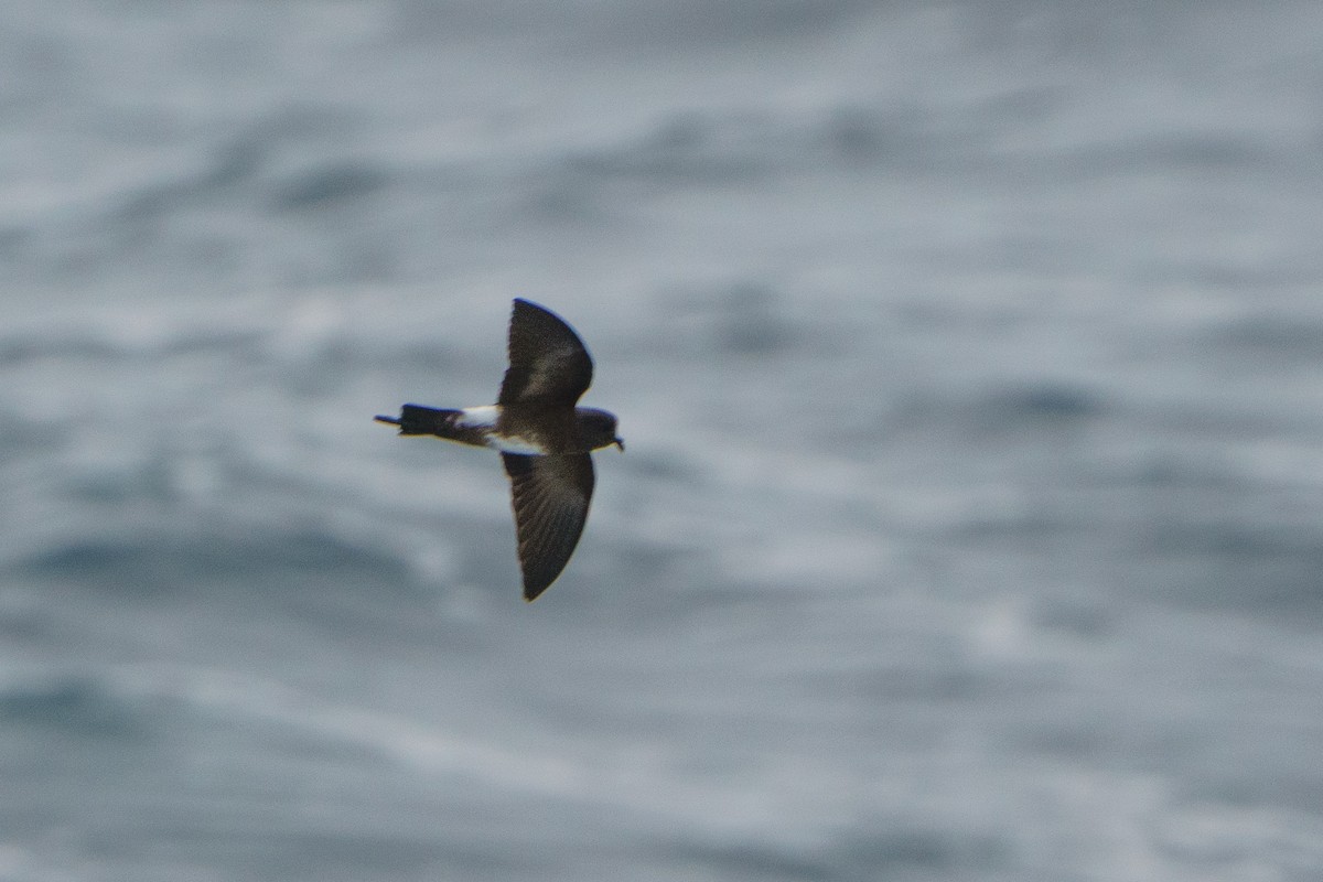 Elliot's Storm-Petrel - ML620674337