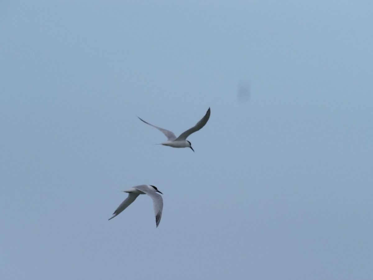 Sandwich Tern - ML620674339