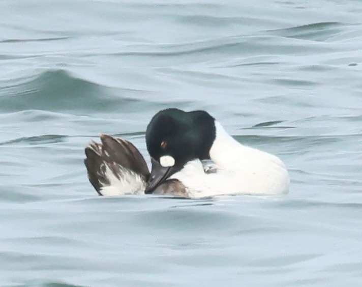 Common Goldeneye - ML620674345