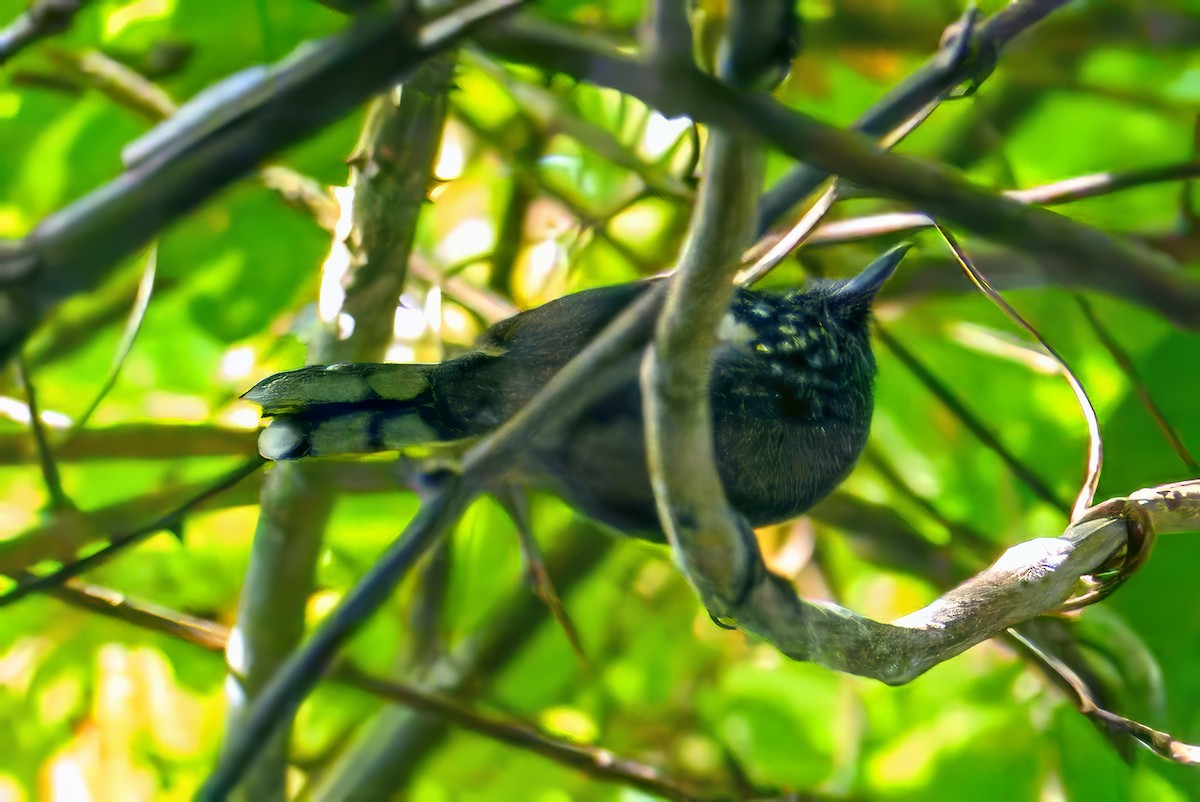 Dot-winged Antwren - Christine Kozlosky