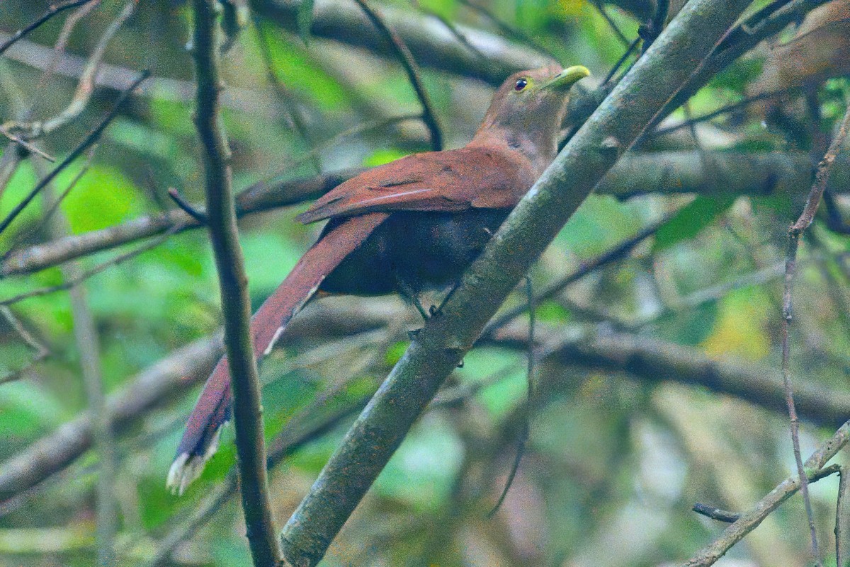 Squirrel Cuckoo - ML620674348