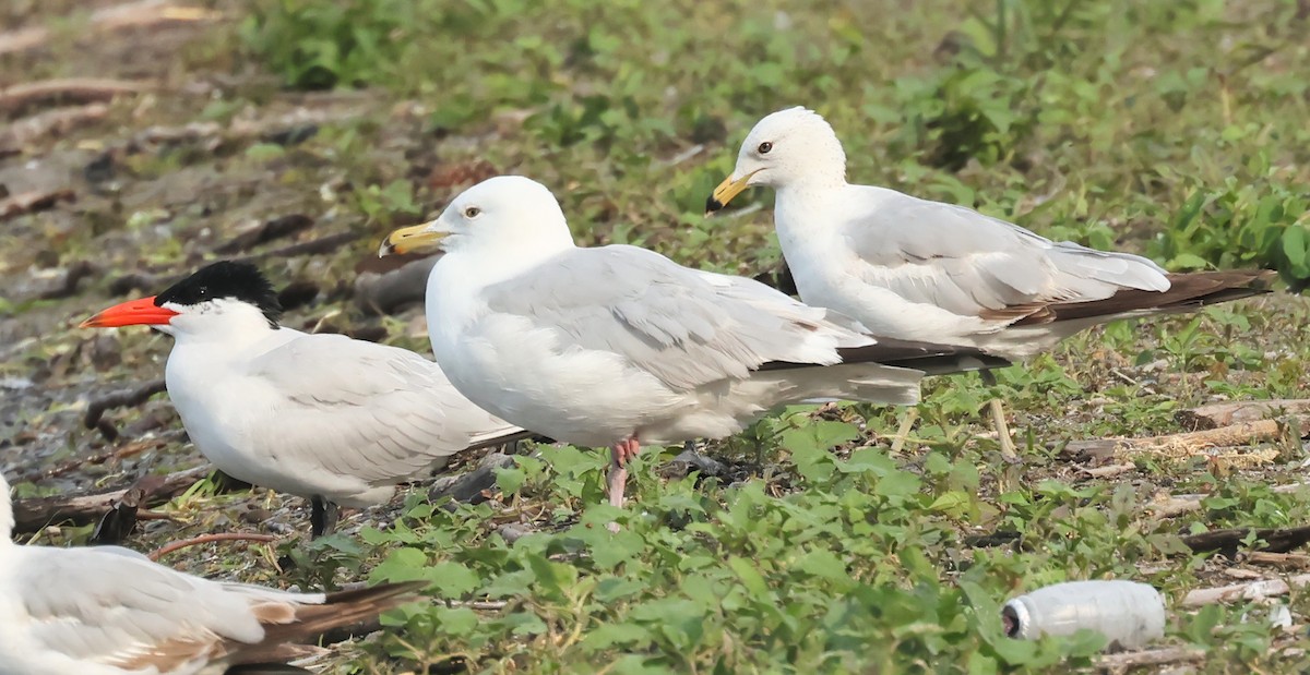 Goéland argenté - ML620674352