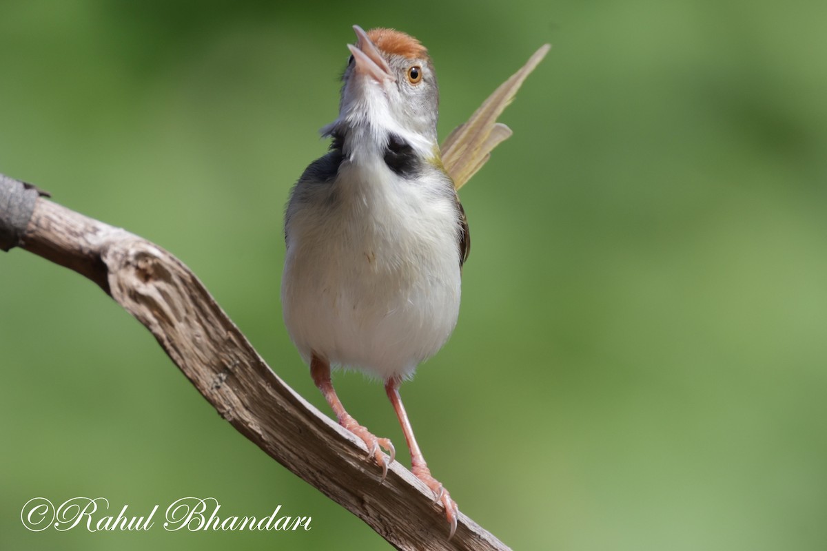 Common Tailorbird - ML620674356