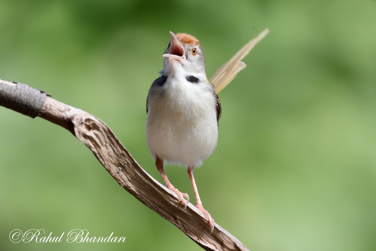 Common Tailorbird - ML620674357