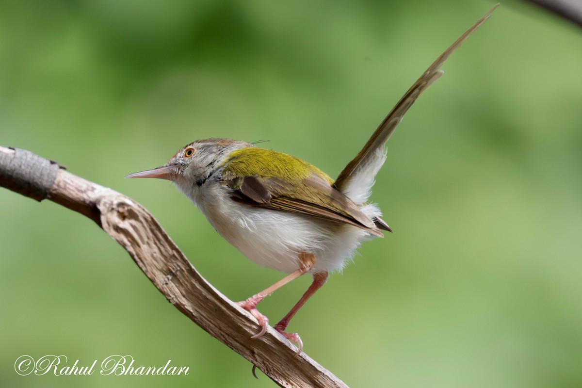 Common Tailorbird - ML620674358