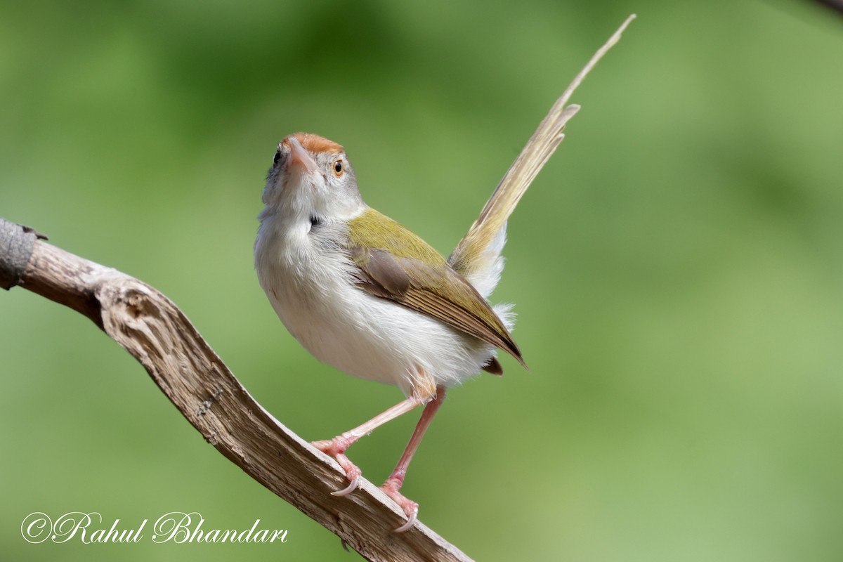 Common Tailorbird - ML620674360