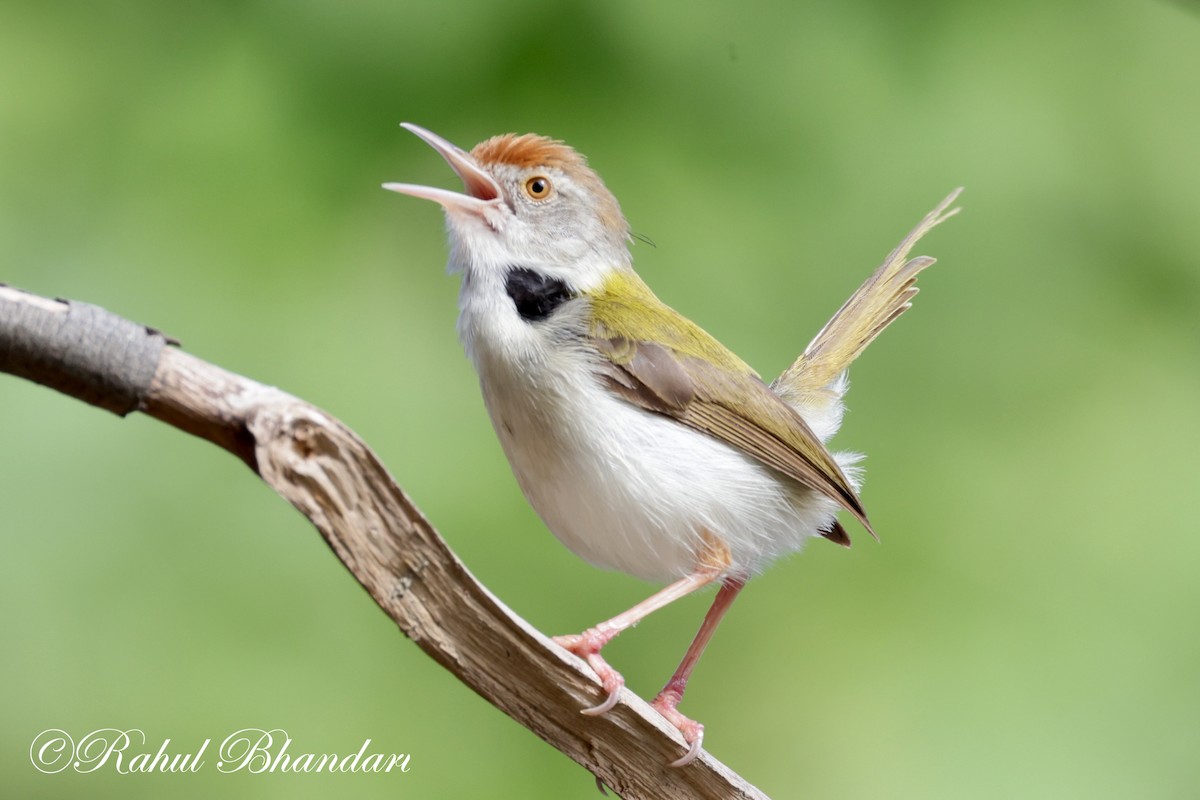 Common Tailorbird - ML620674363