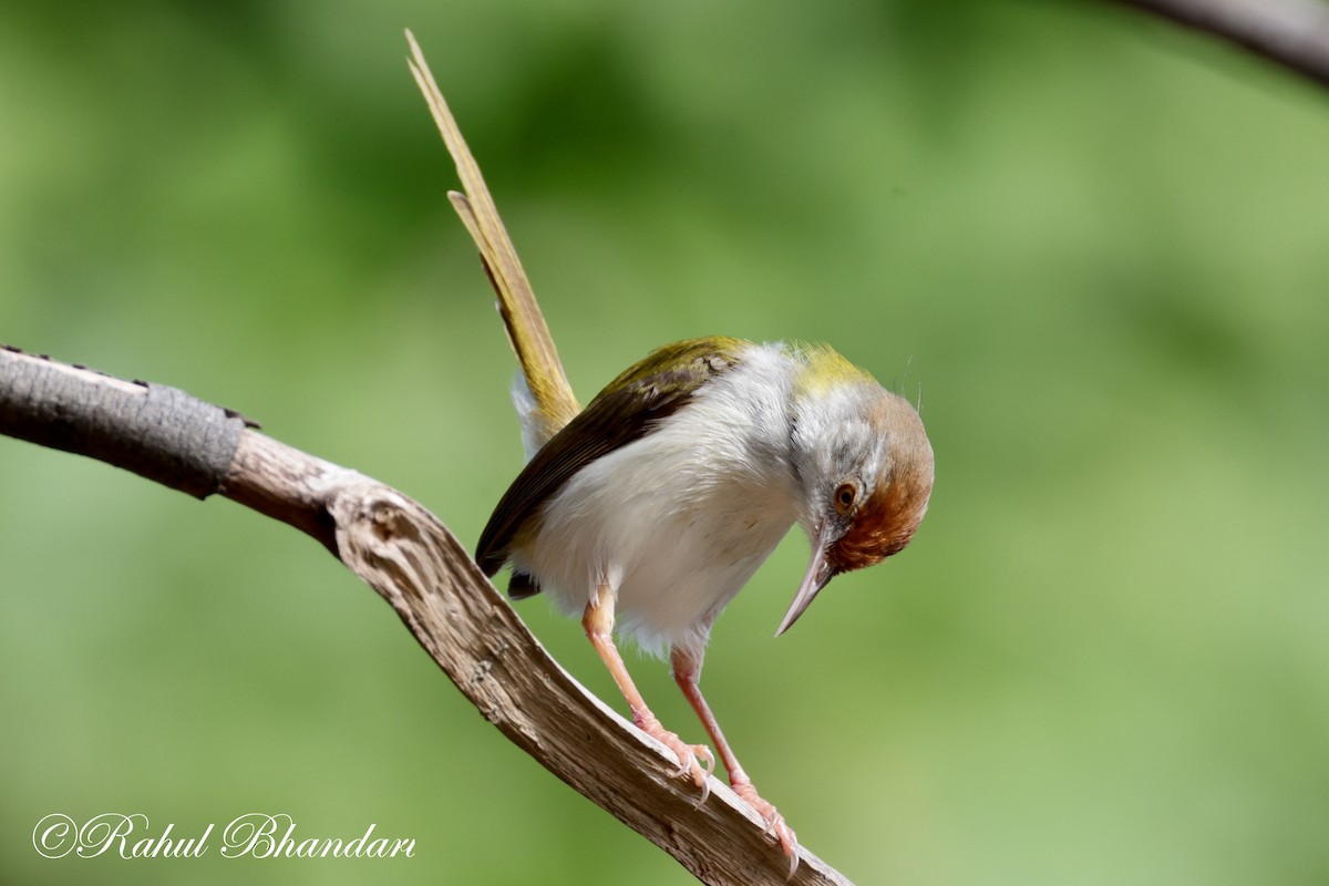 Common Tailorbird - ML620674364