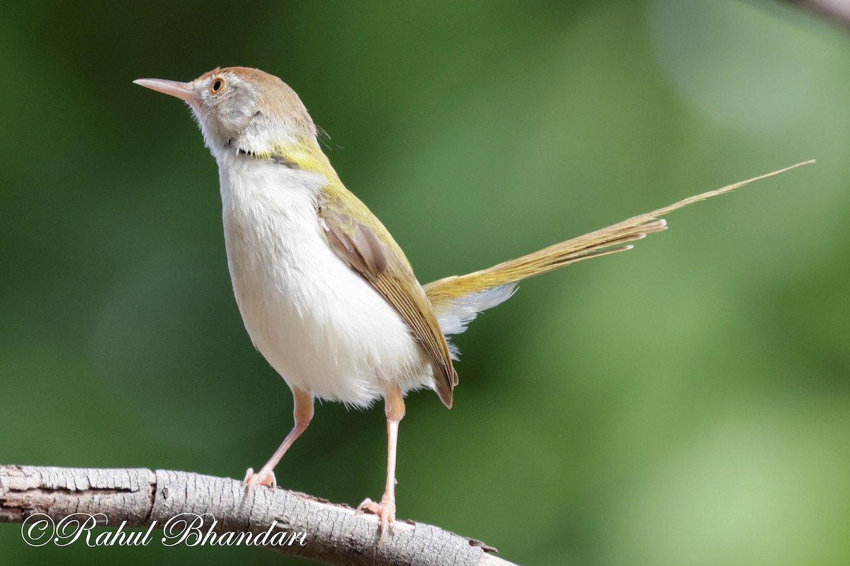 Rotstirn-Schneidervogel - ML620674365