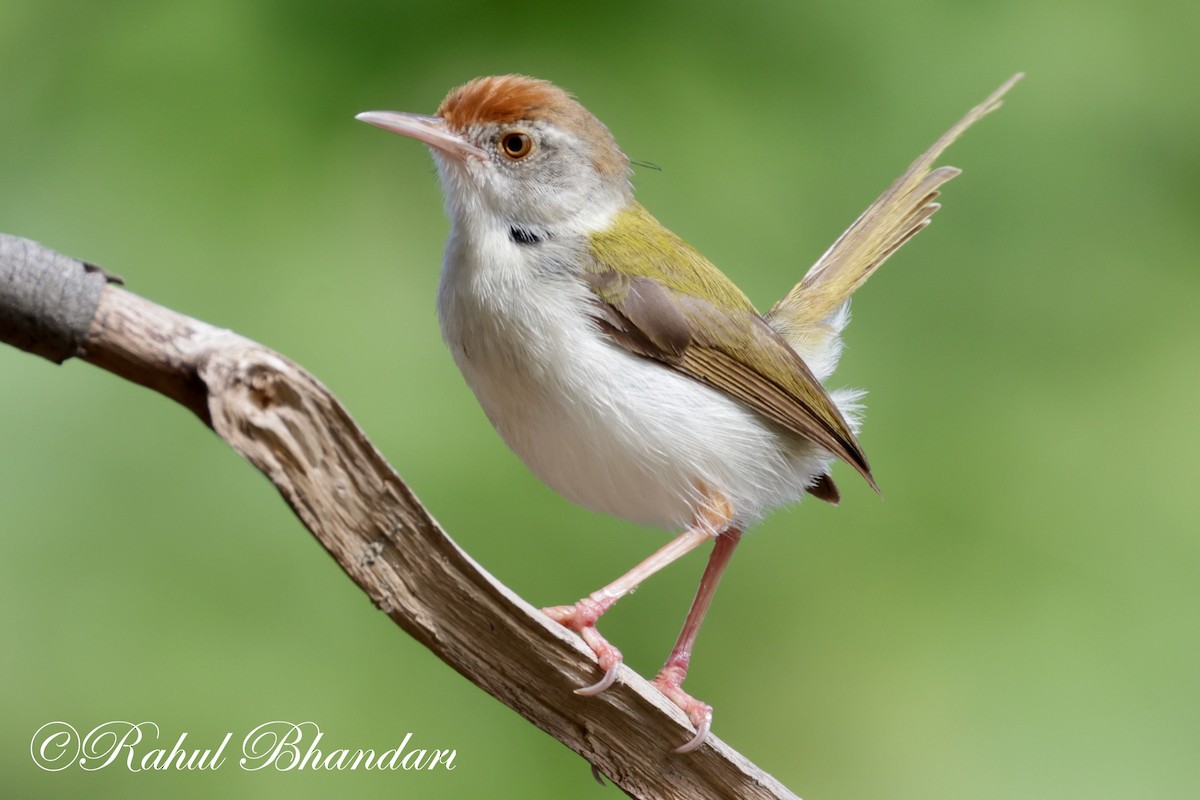 Common Tailorbird - ML620674367