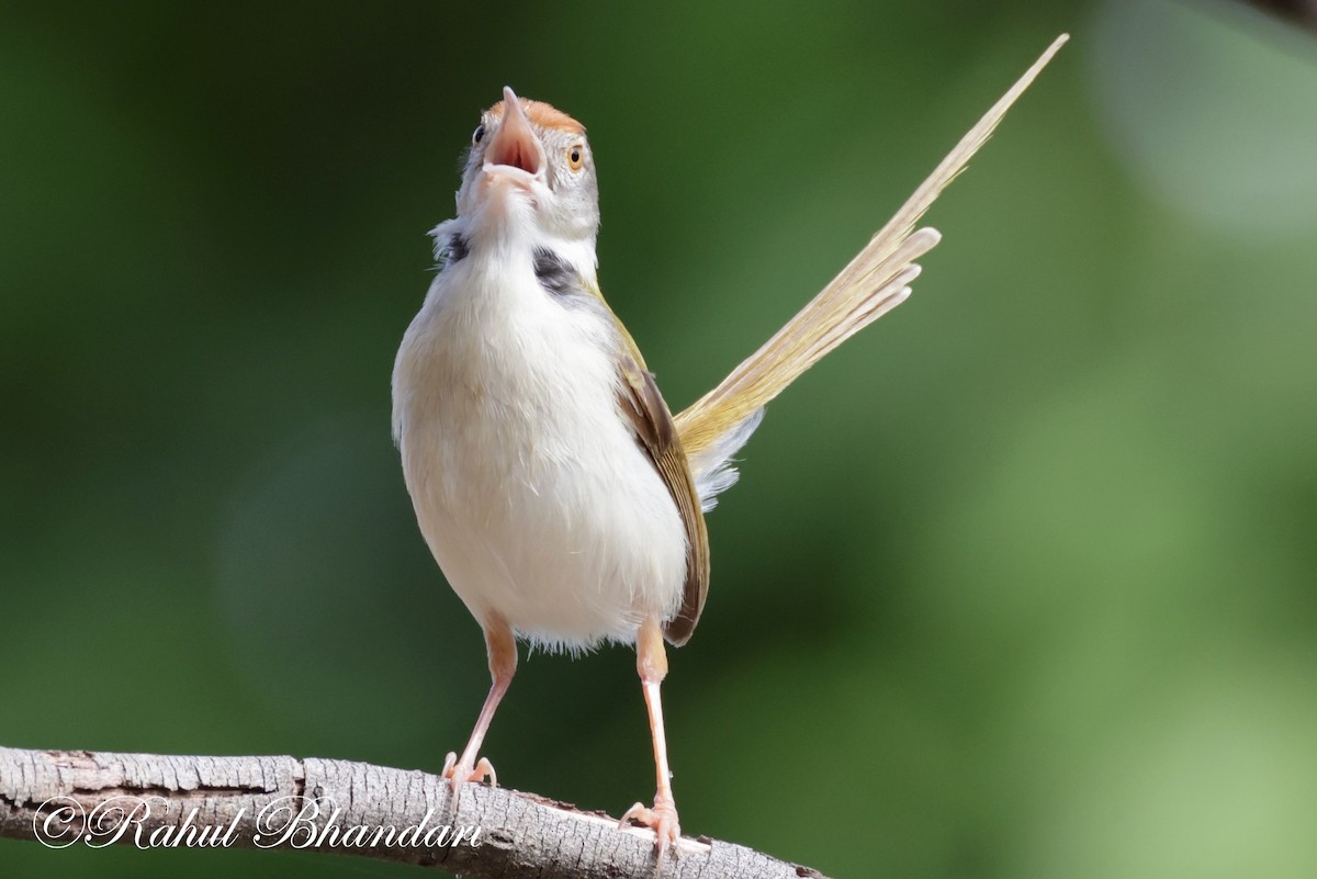 Common Tailorbird - ML620674368