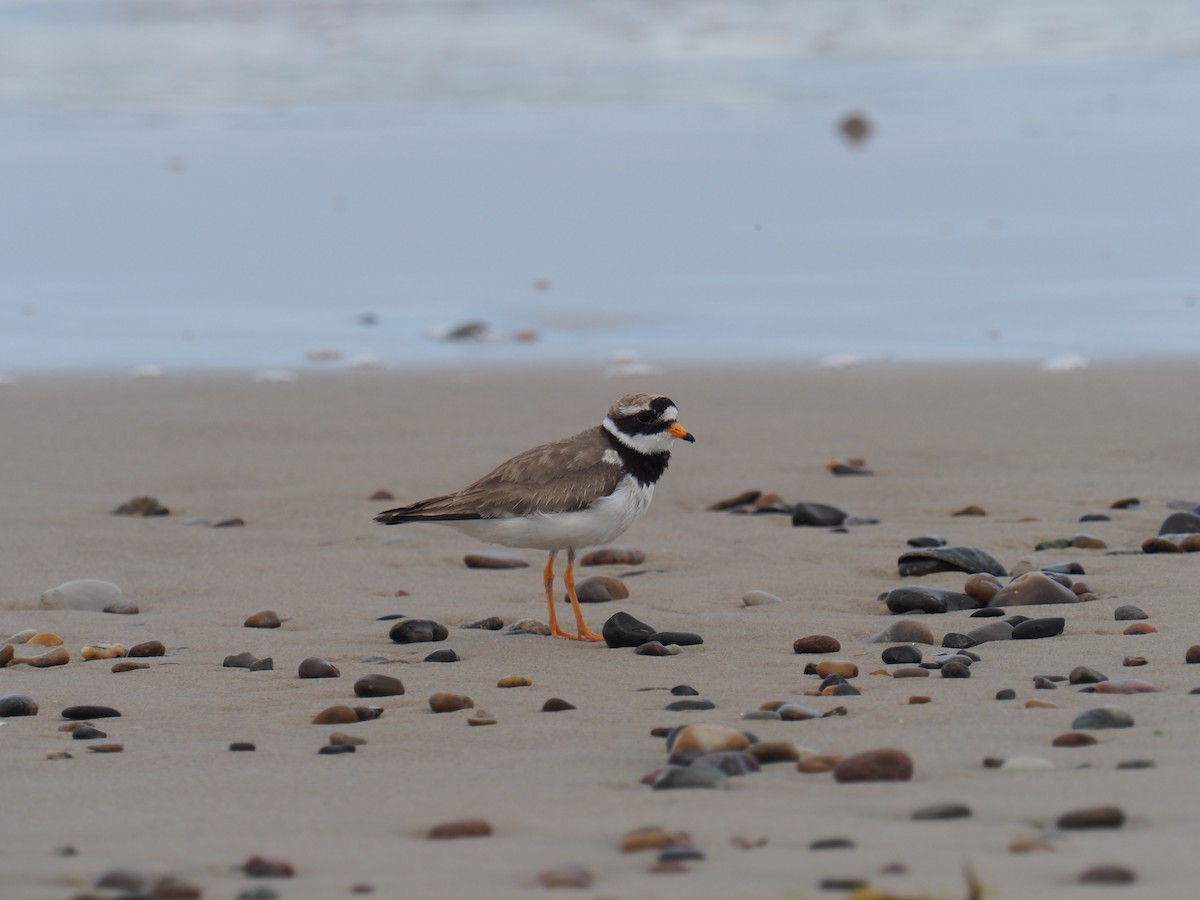 Common Ringed Plover - ML620674372