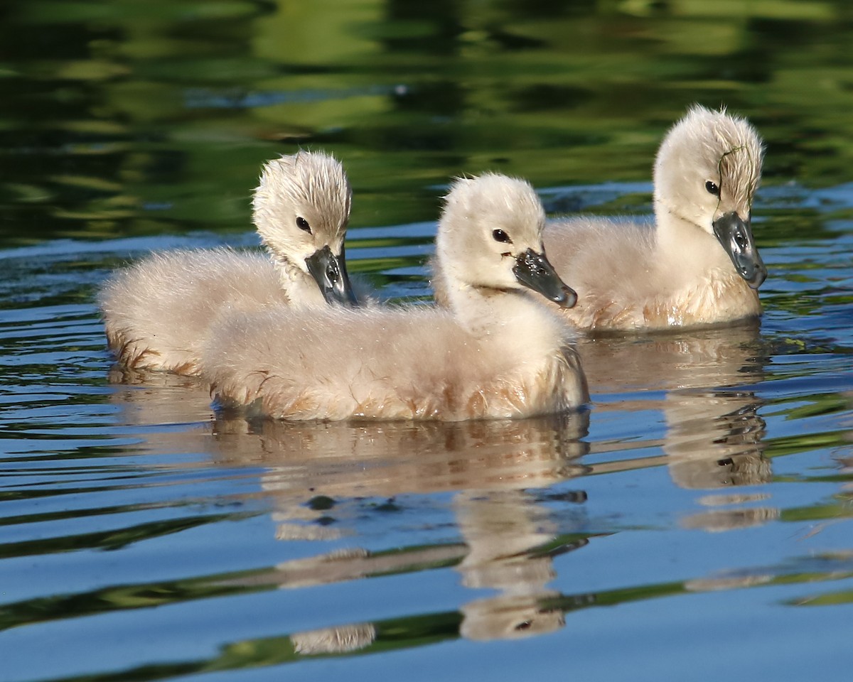 Mute Swan - ML620674373