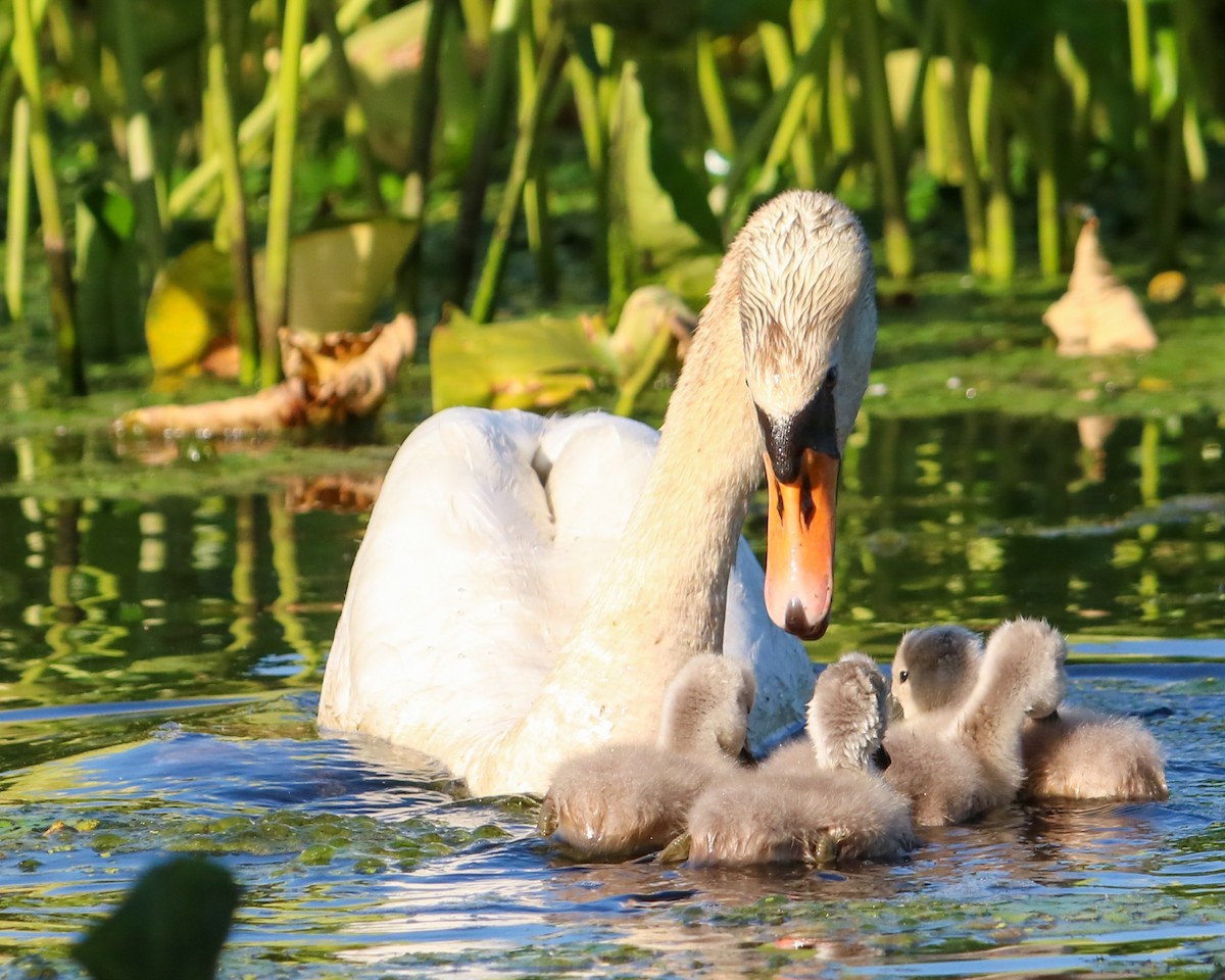 Mute Swan - ML620674375