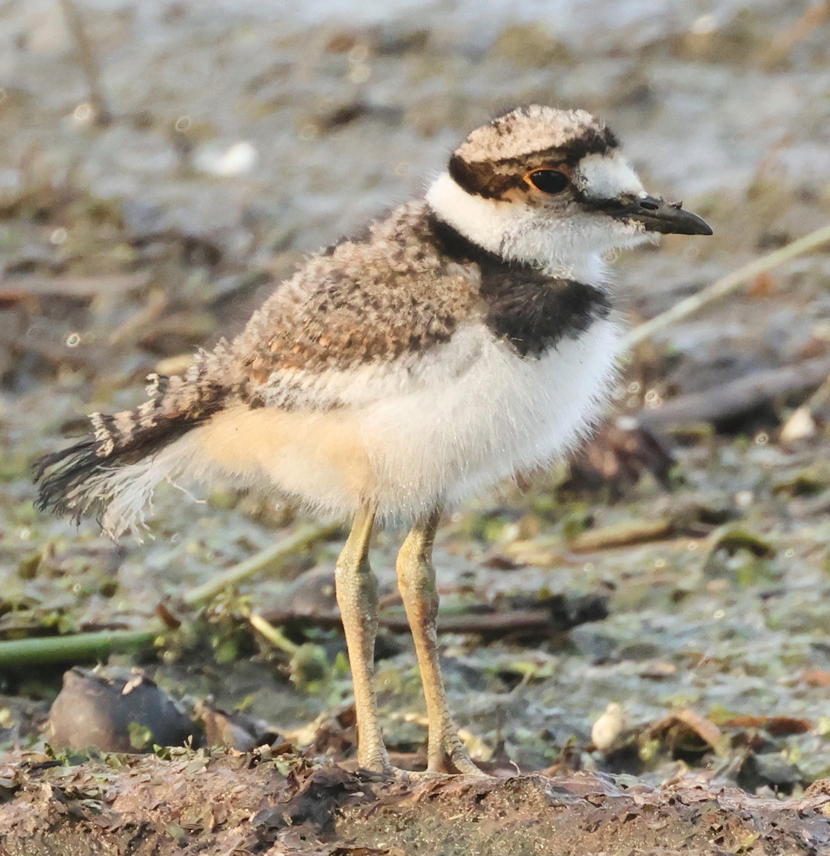 Killdeer - ML620674377