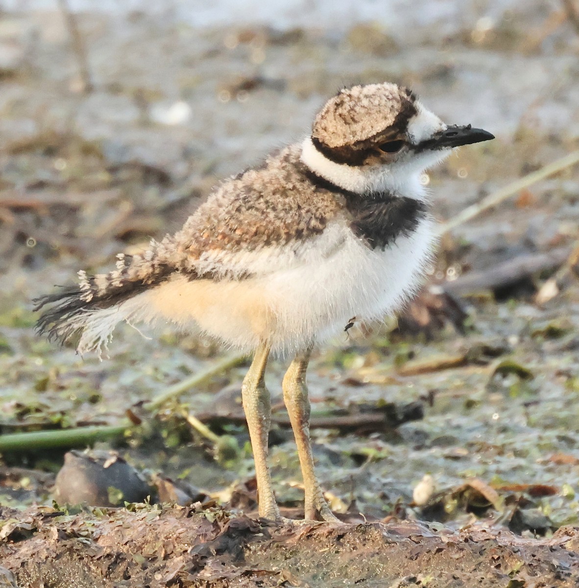 Killdeer - ML620674378