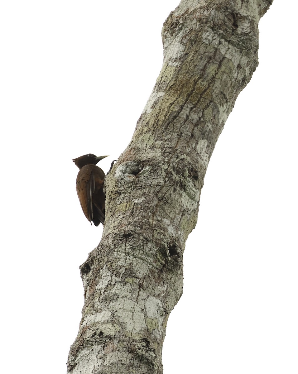 Chestnut Woodpecker - Bill Hubick