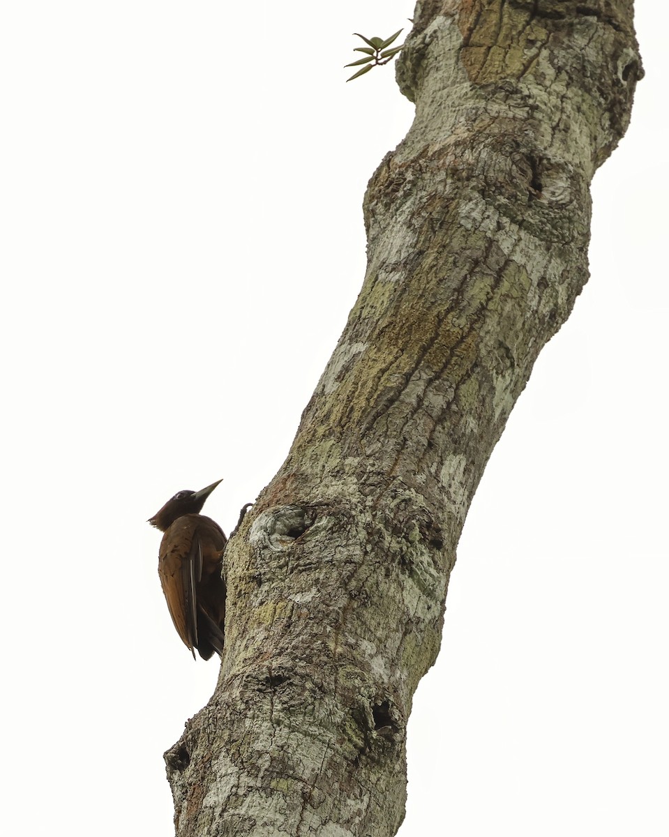 Chestnut Woodpecker - ML620674384