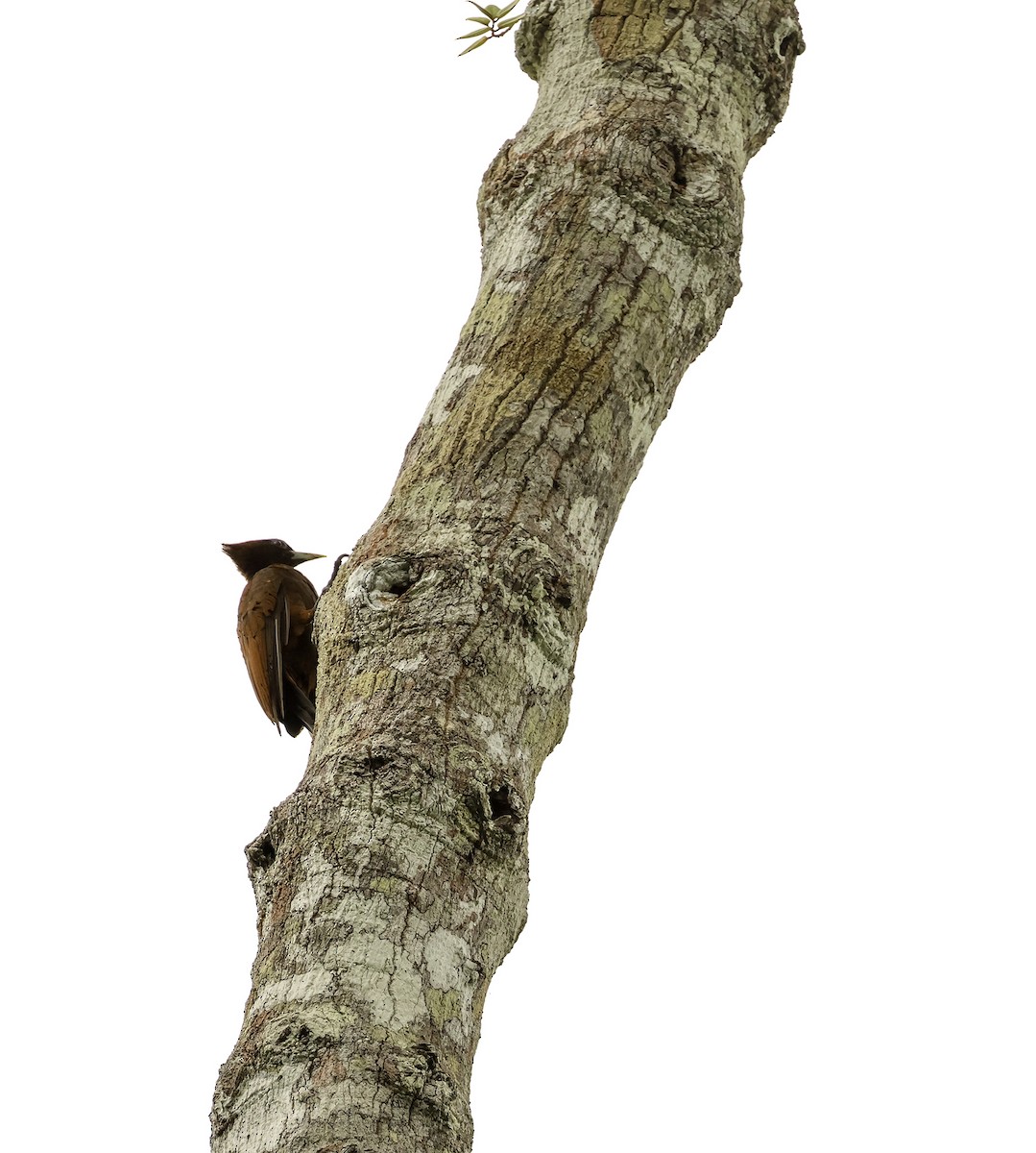 Chestnut Woodpecker - ML620674386