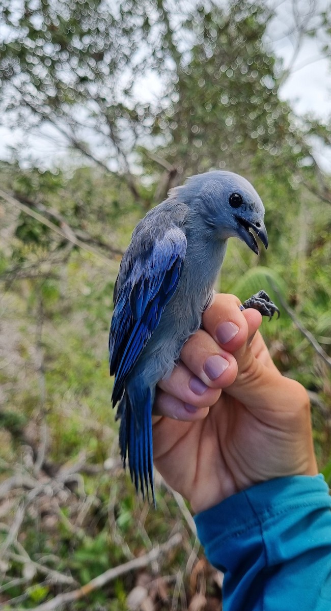 Blue-gray Tanager - ML620674390
