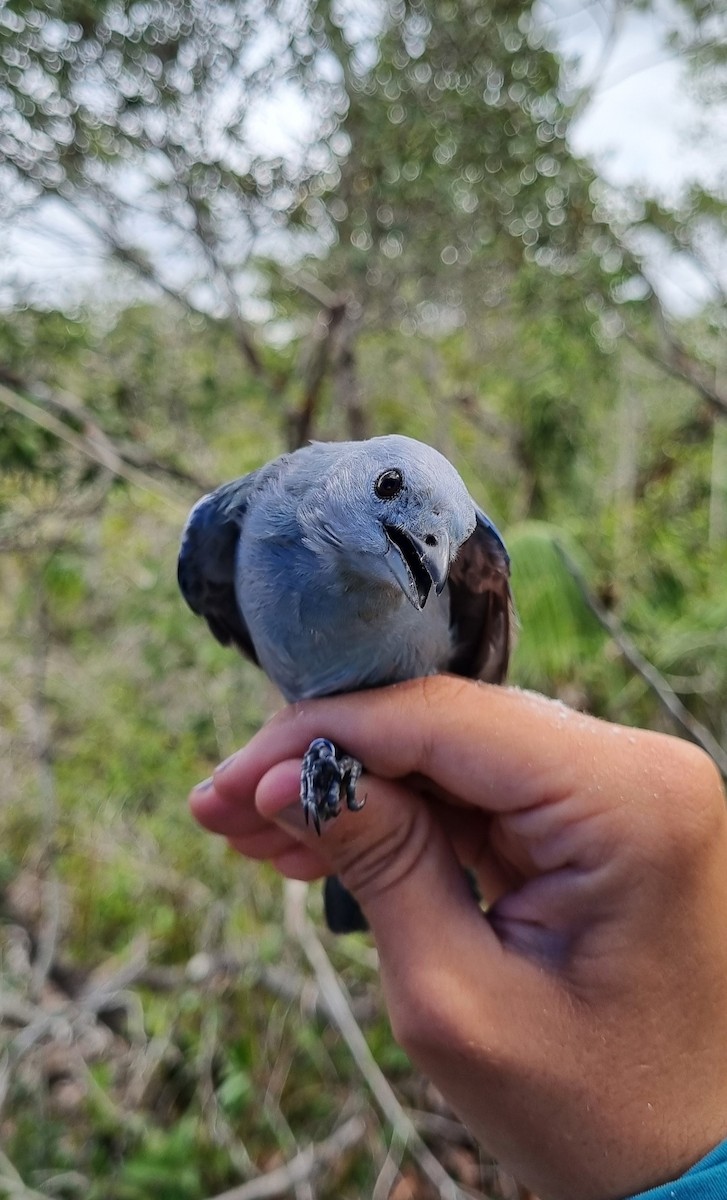 Blue-gray Tanager - ML620674391