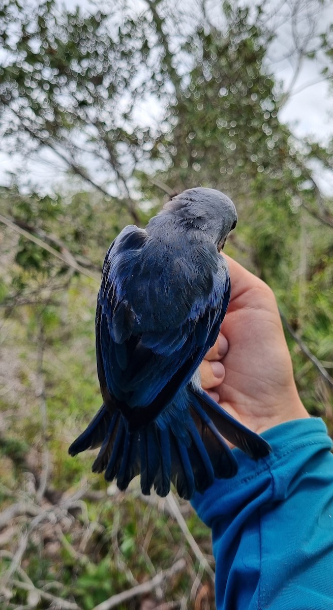 Blue-gray Tanager - ML620674392