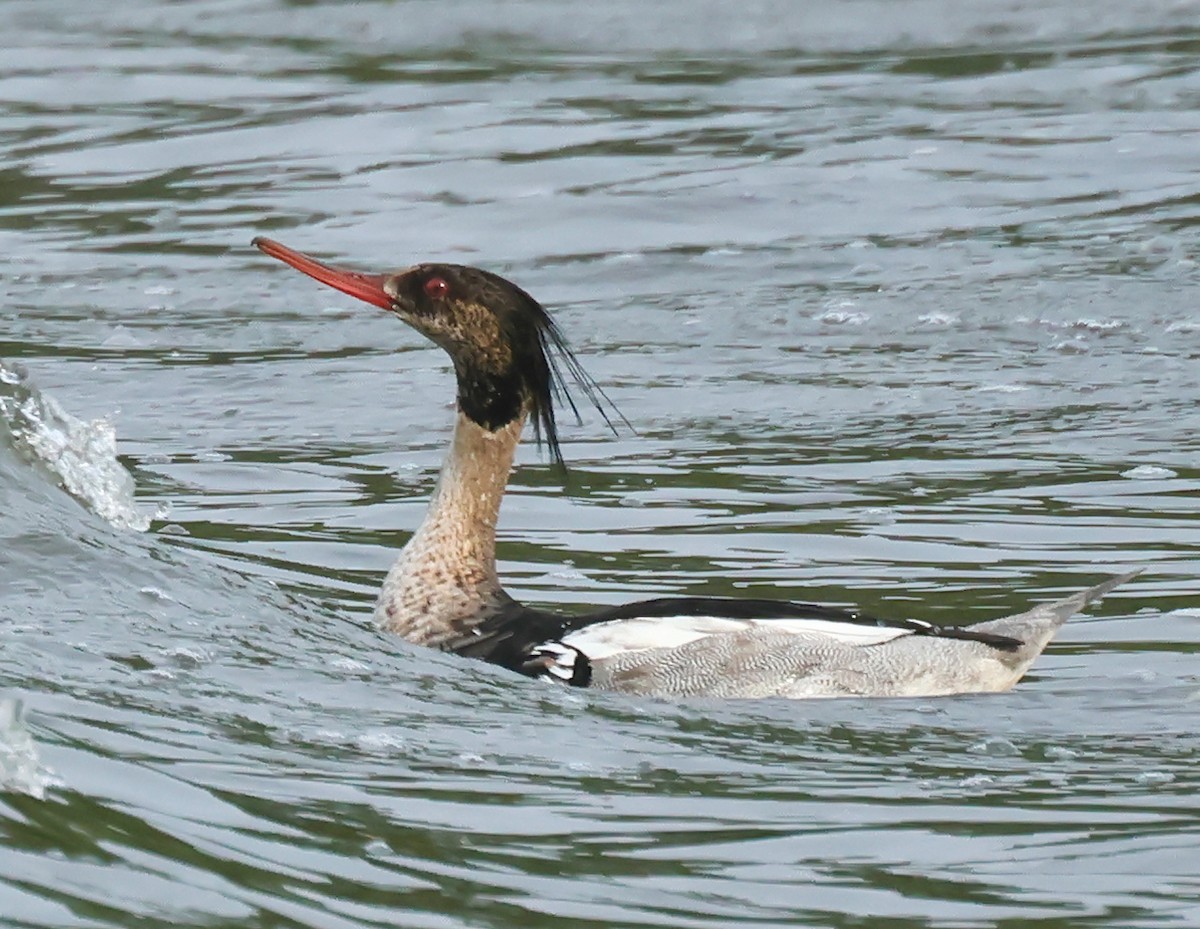 Red-breasted Merganser - ML620674394