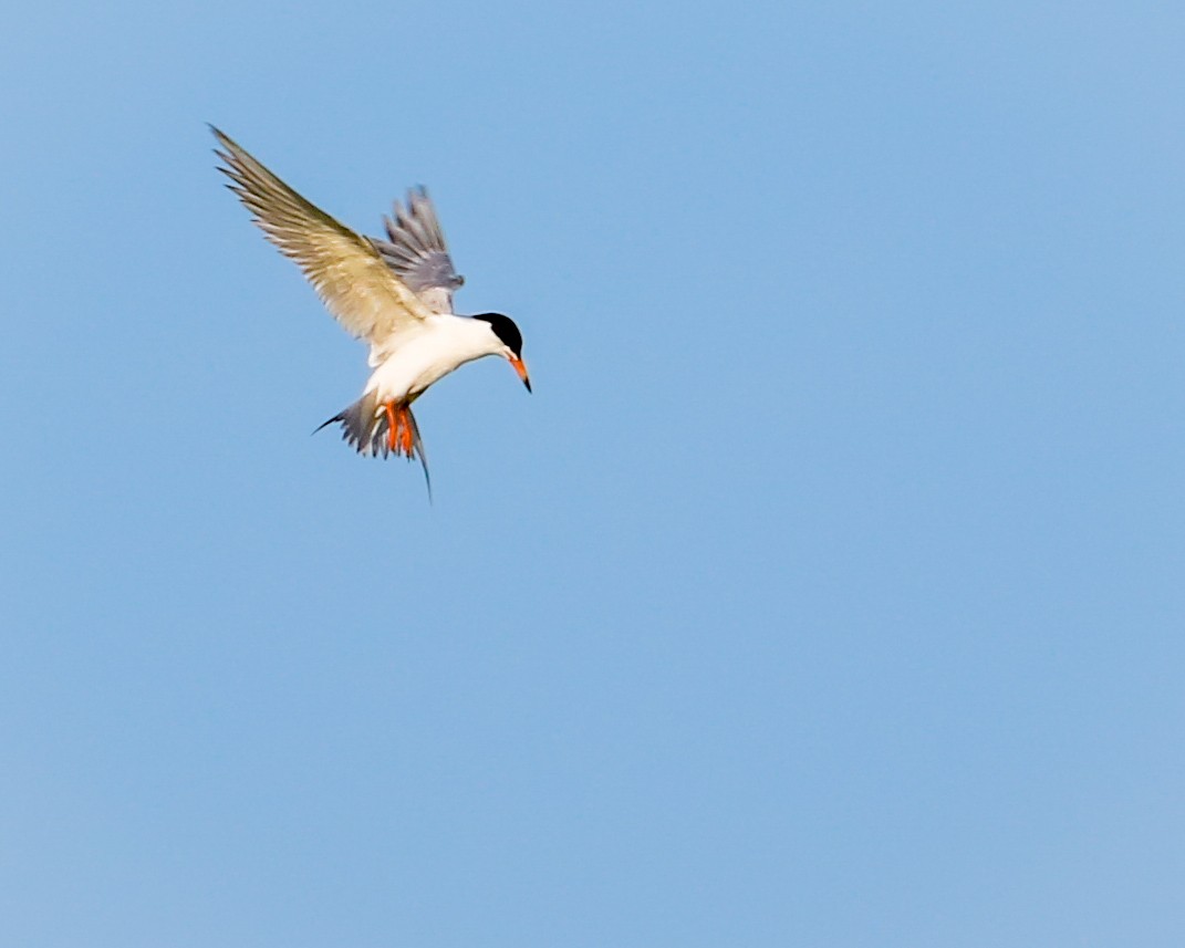 Forster's Tern - Tom Fesolowich