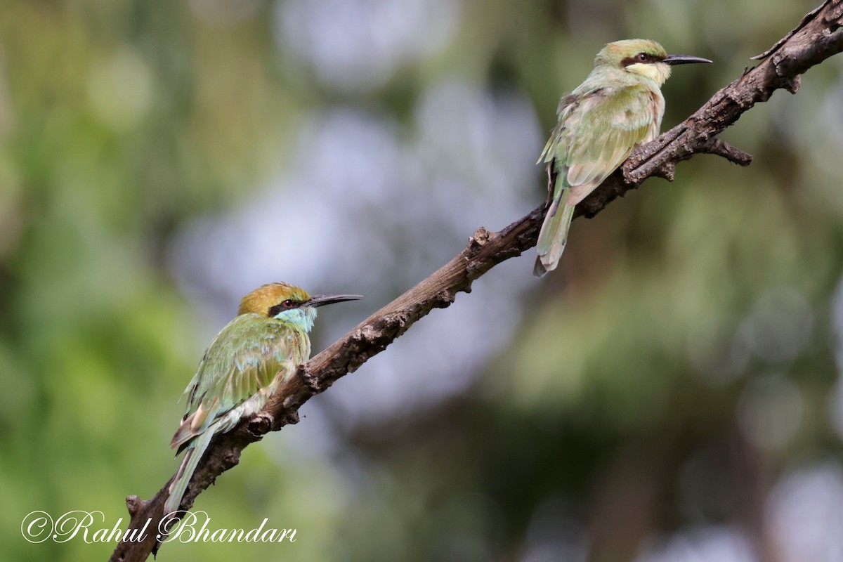 Asian Green Bee-eater - ML620674405