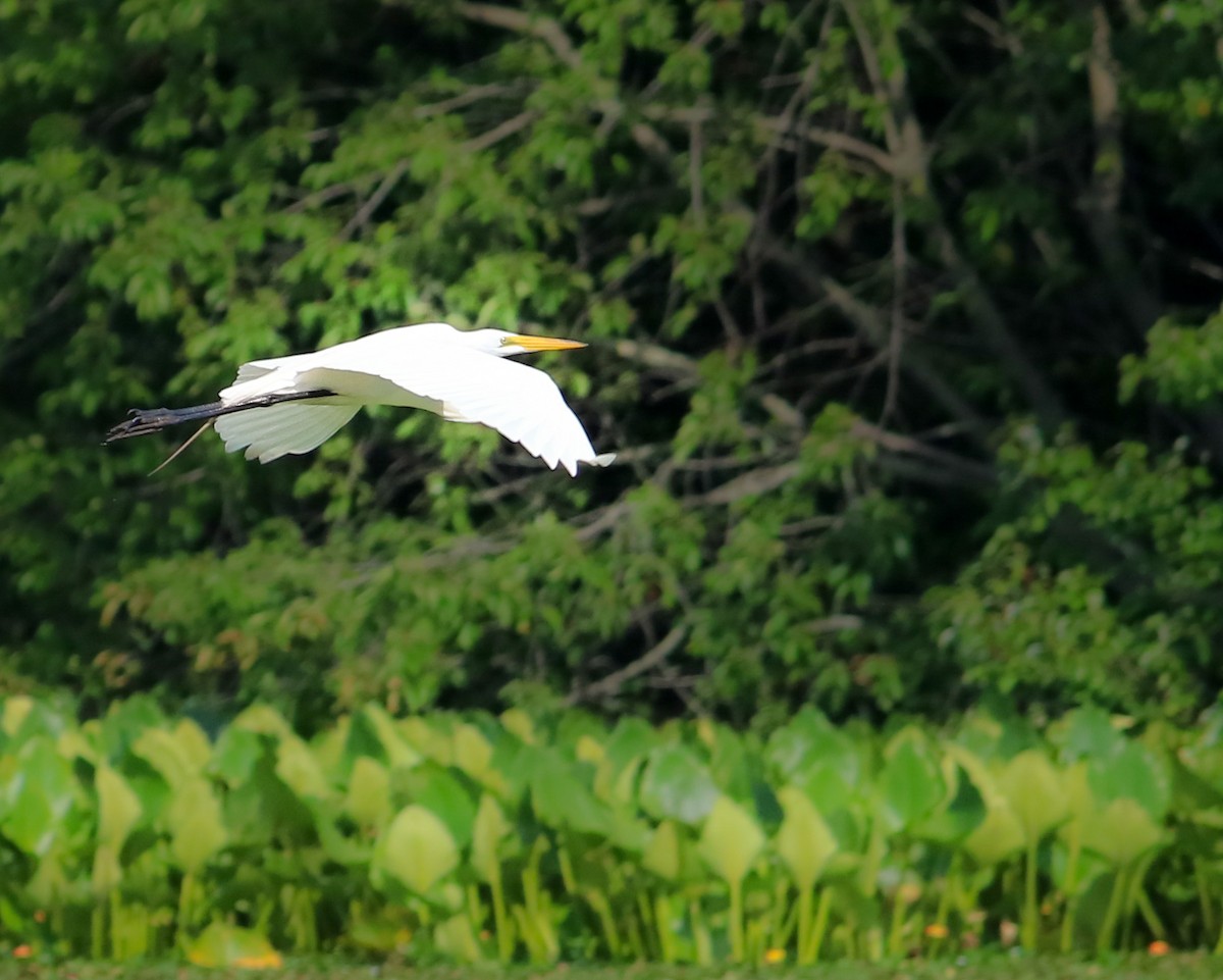 Great Egret - ML620674406