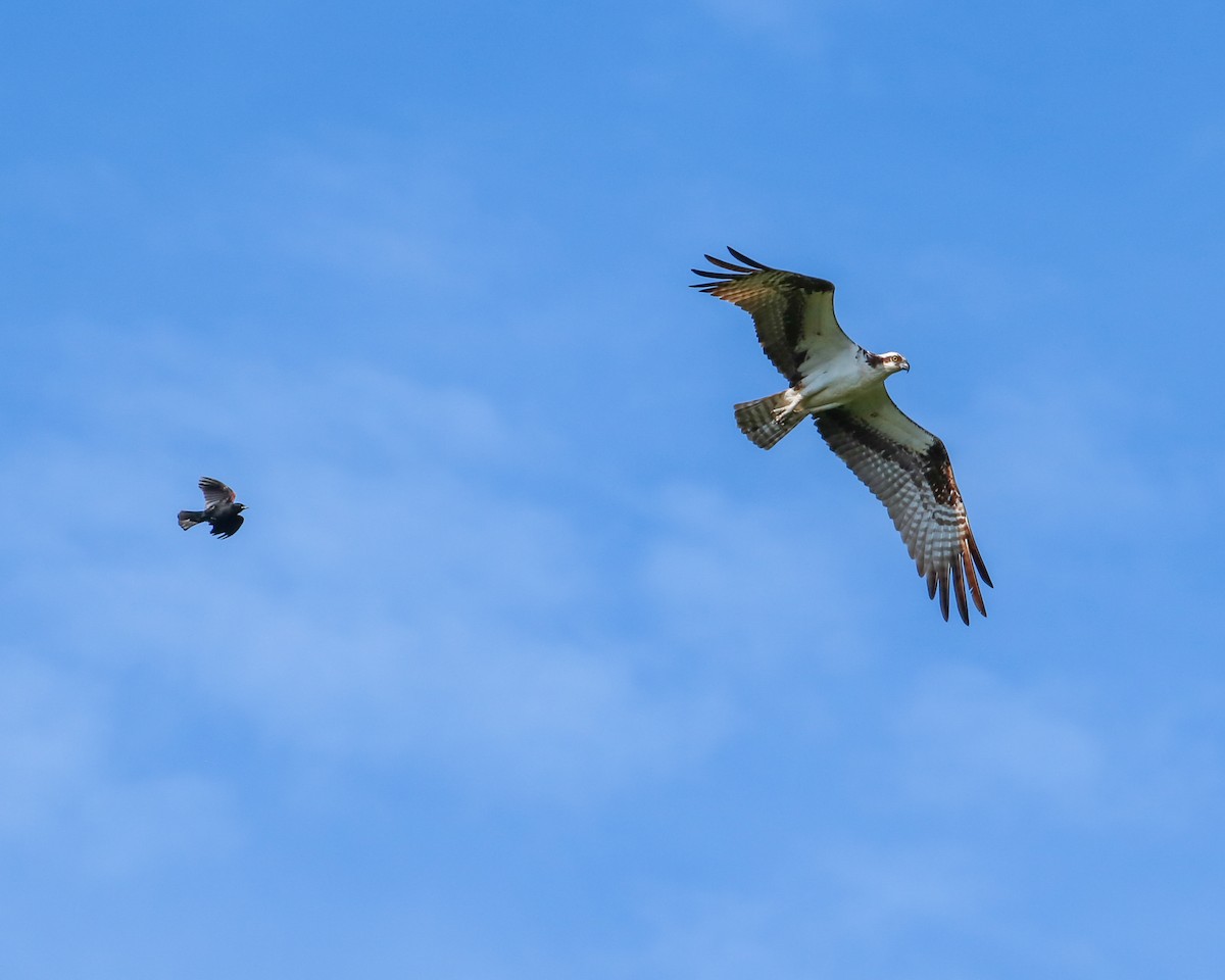 Águila Pescadora - ML620674417