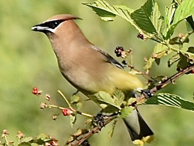 Cedar Waxwing - ML620674418