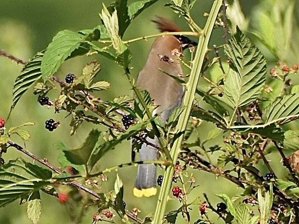 Cedar Waxwing - ML620674419