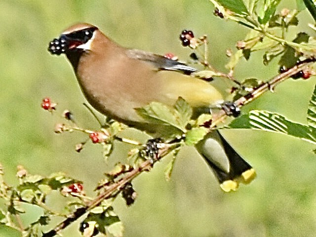 Cedar Waxwing - ML620674420