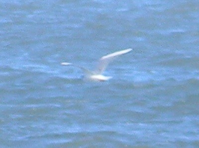 Mouette de Bonaparte - ML620674422