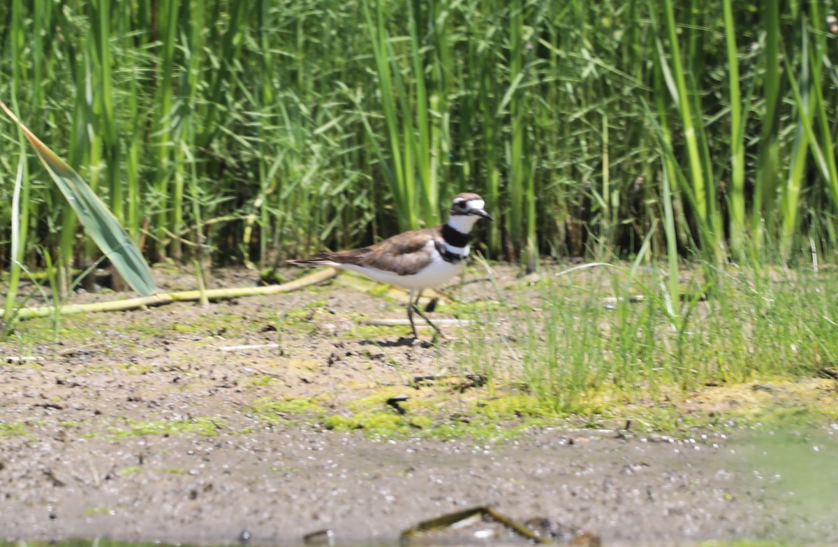 Killdeer - ML620674425