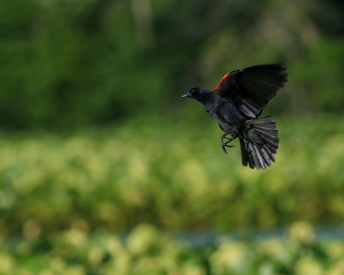 Red-winged Blackbird - ML620674430