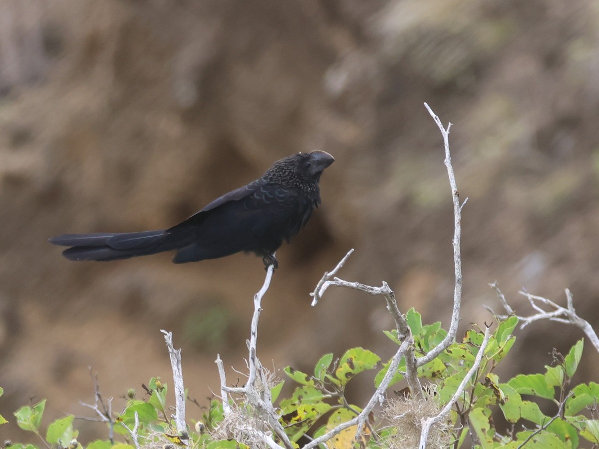 Smooth-billed Ani - ML620674433