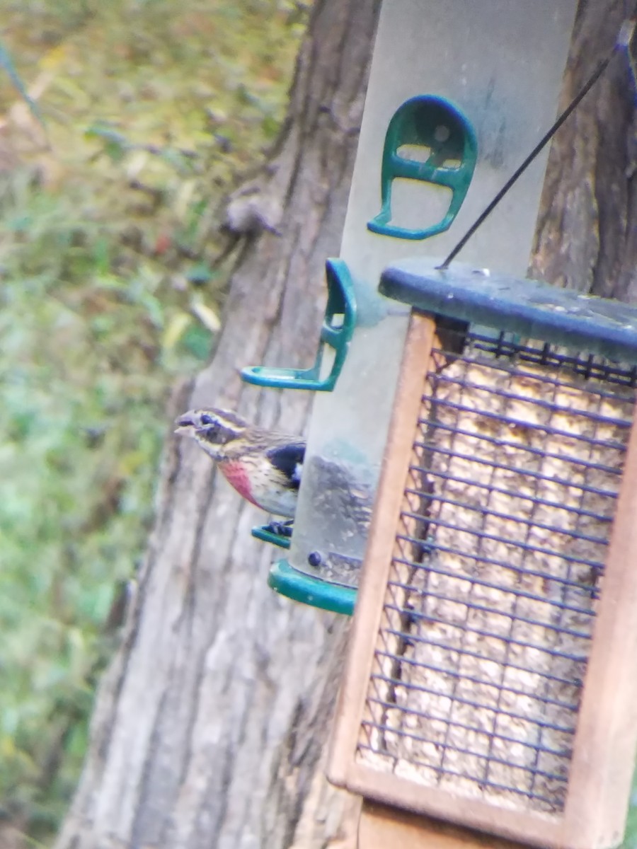 Cardinal à poitrine rose - ML620674435